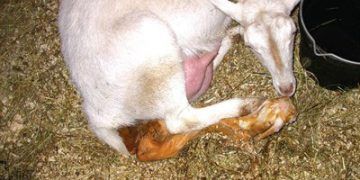Keçilerde Brucellosis