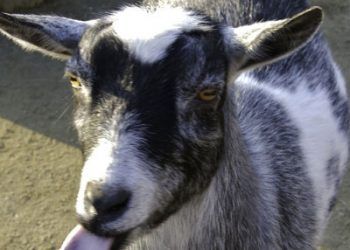 Keçilerde Mavi Dil Hastalığı