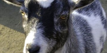 Keçilerde Mavi Dil Hastalığı