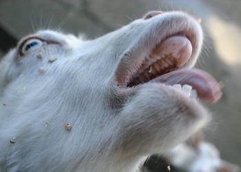 Keçilerde Yalancı Kuduz (Aujesky)