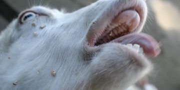 Keçilerde Yalancı Kuduz (Aujesky)