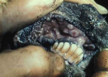 Keçilerde Çiçek Hastalığı - Goat Pox Disease