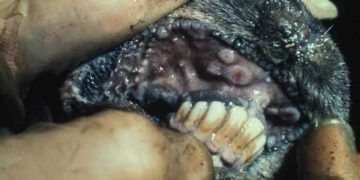 Keçilerde Çiçek Hastalığı - Goat Pox Disease