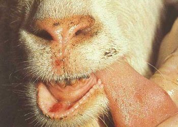 Keçilerde Şap, Foot and Mouth Disease, FMD