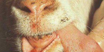 Keçilerde Şap, Foot and Mouth Disease, FMD