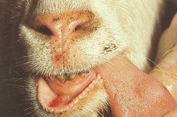 Keçilerde Şap, Foot and Mouth Disease, FMD