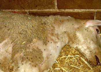 Koyunlarda Anthrax (Şarbon) Hastalığı