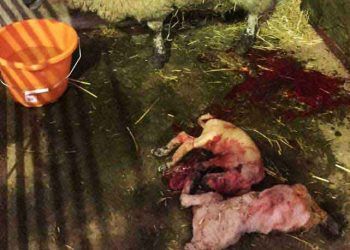 Koyunlarda Brucellosis