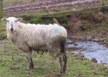 Koyunlarda Salmonellosis Hastalığı