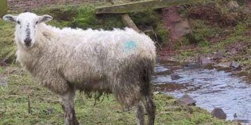 Koyunlarda Salmonellosis Hastalığı