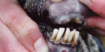 Koyunlarda Şap, Foot and Mouth Disease, FMD