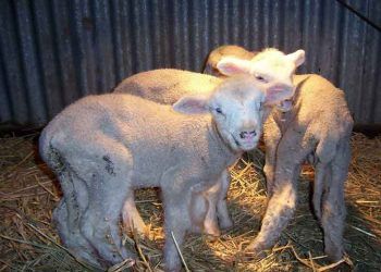 Kuzularda Cryptosporidiosis