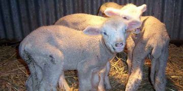 Kuzularda Cryptosporidiosis