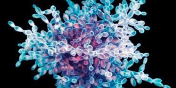 Mikrobiyolojinin İlkeleri ve İncelemeleri