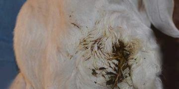 Oğlaklarda Cryptosporidiosis