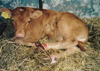 Sığırlarda Salmonellosis Hastalığı