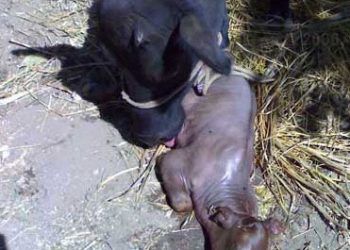 Sığırlarda Brucellosis