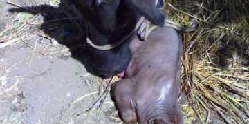Sığırlarda Brucellosis