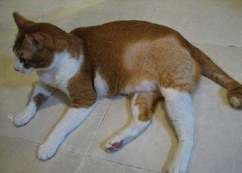 Kedilerde Kıl Dökülmesi - Alopesi