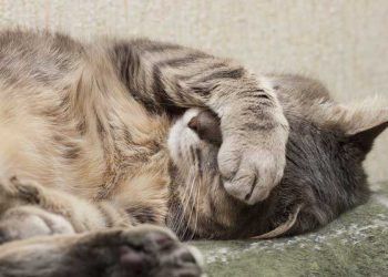 Kedilerde Salmonellosis