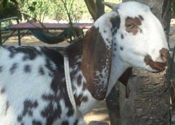 Keçilerde Oestrus Ovis (Oestrosis, Burun Kurtları, Büvelek)