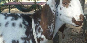 Keçilerde Oestrus Ovis (Oestrosis, Burun Kurtları, Büvelek)