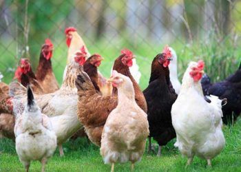 Kanatlılarda Nekropsi Yöntemleri