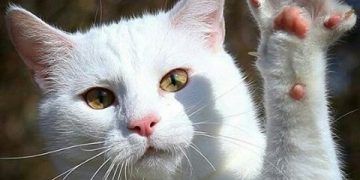 Van Kedi Irkı