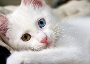 Van Kedisi Resimleri