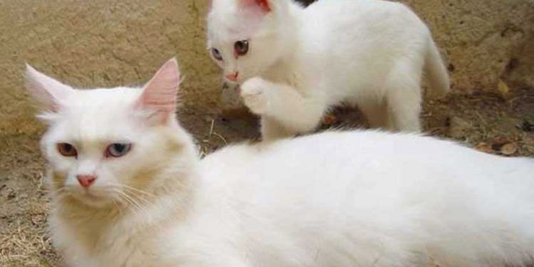 Van Kedisi Resimleri