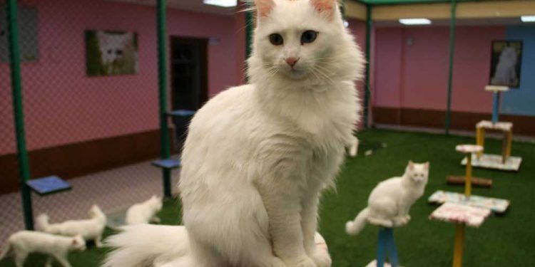 Van Kedisi Resimleri