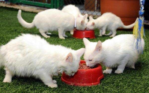 Van Kedisi Resimleri