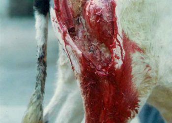 Sığırlarda Yanıkara Hastalığı