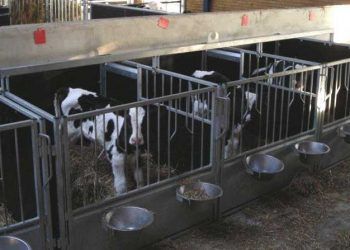 Buzağının Anneden Erken Ayrılmasının Önemi