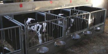 Buzağının Anneden Erken Ayrılmasının Önemi