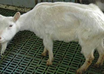 Keçilerde Paratuberculosis