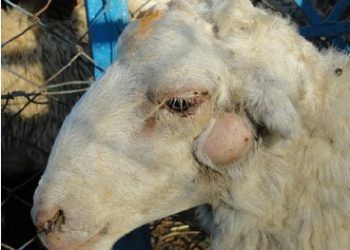 Koyunlarda Çıban, Caseous lymphadenitis (CLA)