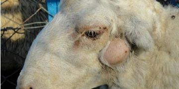 Koyunlarda Çıban, Caseous lymphadenitis (CLA)