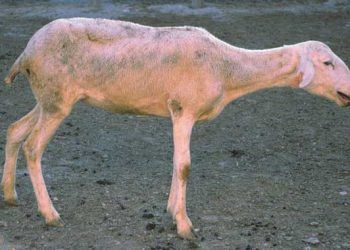 Koyunlarda Maedi-Visna Enfeksiyonu