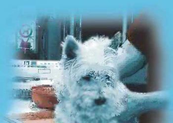 Küçük Hayvan Hekimliği Cep El Kitabı