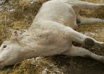 Sığırlarda Tetanoz