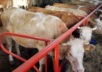 100 bin aileye kredi ve hayvan desteği