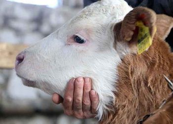 2018'de bütün aşılar bedava yapılacak