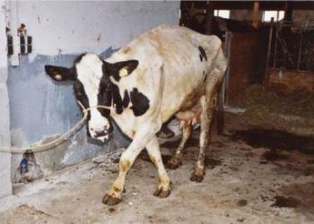 Sığırlarda Botulismus