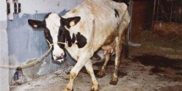 Sığırlarda Botulismus