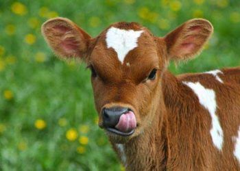 Yılda yaklaşık 750 bin buzağı ölüyor