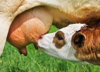 Buzağılarda Kolostrumun (Ağız Sütü) Önemi