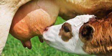 Buzağılarda Kolostrumun (Ağız Sütü) Önemi