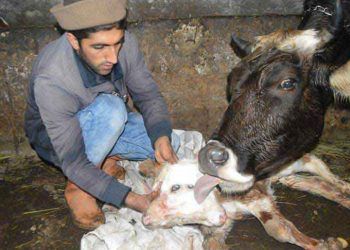 Ağrı'da besicinin ineği çift başlı buzağı doğurdu