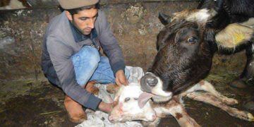 Ağrı'da besicinin ineği çift başlı buzağı doğurdu